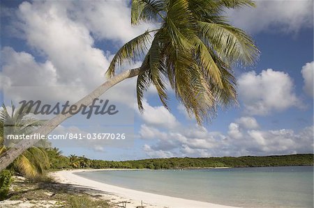 Palm tree and sandy beach in Sun Bay in Vieques, Puerto Rico, West Indies, Caribbean, Central America