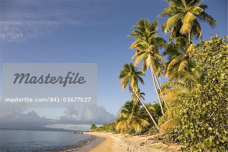 Palmiers sur une plage de sable fin, Green Beach, Vieques, Porto Rico, Antilles, Caraïbes, Amérique centrale