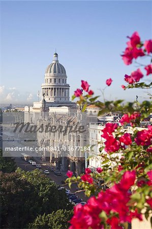 Fleurs de bougainvilliers devant le Capitole bâtiment, la Havane, Cuba, Antilles, Amérique centrale