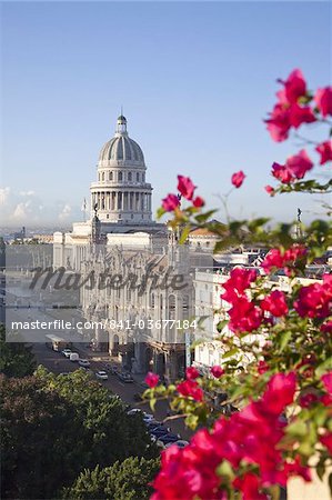 Fleurs De Bougainvilliers Devant Le Capitole Batiment La Havane Cuba Antilles Amerique Centrale Photographie De Stock Masterfile Rights Managed Artiste Robertharding Code 841