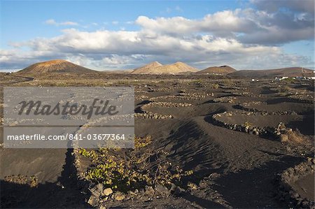Demi-cercles de pierres de lave pour protéger les cultures contre les vents forts dans le rude paysage volcanique du Parc National de Timanfaya, Lanzarote, îles Canaries, Espagne, océan Atlantique, l'Europe Demi-cercles de pierres de lave pour protéger les cultures contre les vents forts dans le rude paysage volcanique du Parc National de Timanfaya, Lanzarote, îles Canaries, Espagne, océan Atlantique, l'Europe