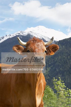 Porträt der Kuh in den französischen Alpen, Val-d ' Isère, Savoie, Frankreich