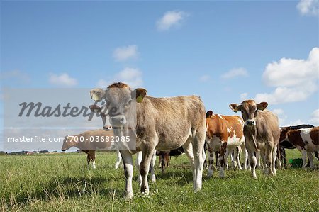 Kühe im Feld, Lista, Vest-Agder, Norwegen