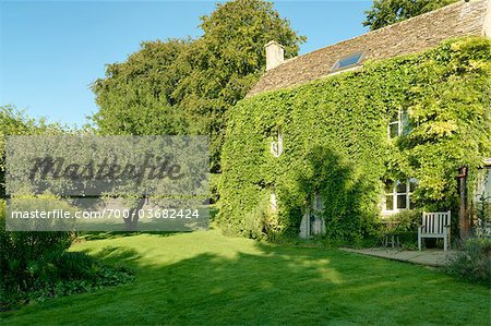 Altes Bauernhaus in grün Boston Ivy, Cotswolds, Gloucestershire, England behandelt Altes Bauernhaus in grün Boston Ivy, Cotswolds, Gloucestershire, England behandelt