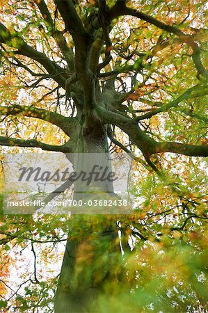 Buche im Herbst Cotswolds, Gloucestershire, England