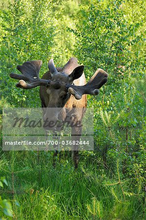 Bull Moose im Wald, Hessen, Deutschland