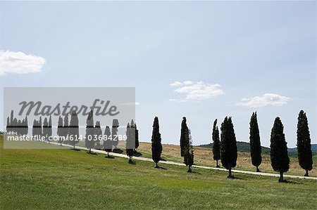 Cyprès, près de Sienne, Italie