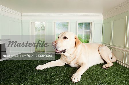 Großer Hund in einem kleinen Raum