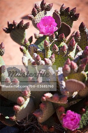 Nahaufnahme des Feigenkaktus, Valley of Fire State Park, Nevada, USA