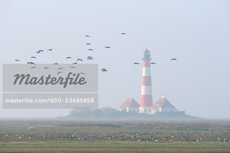 Wild Geese in front of Westerheversand Lighthouse, Eiderstedt Peninsula, Westerhever, Germany