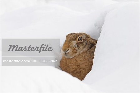 Européenne lièvre brun, Allemagne