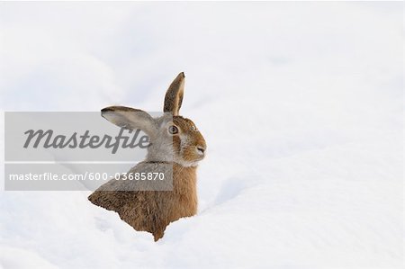 Européenne lièvre brun, Allemagne