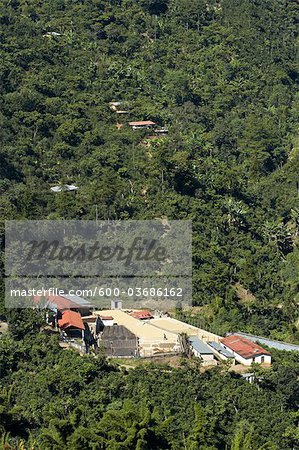 Finca Vista Hermosa Coffee Plantation, Agua Dulce, département de Huehuetenango, Guatemala