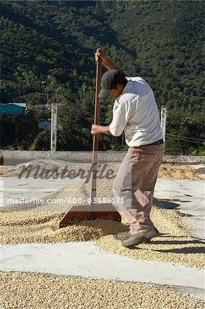 Séchage des grains de café, Finca Vista Hermosa caféière, Agua Dulce, département de Huehuetenango, Guatemala