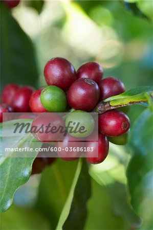 Close-up of Coffee Berries, Finca Villaure Coffee Plantation, Hoja Blanca, Huehuetenango Department, Guatemala