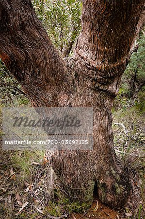 Eucalyptus Tree Trunk, Leura, The Blue Mountains, New South Wales, Australia