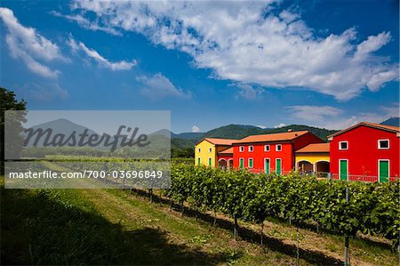 Vignoble à Galzignano Terme, Vénétie, Italie