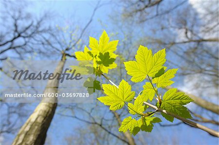 Maple Leaves, Aschaffenburg, Franconia, Bavaria, Germany