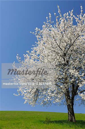 Cherry Tree, Moembris, Aschaffenburg, Franconie, Bavière, Allemagne