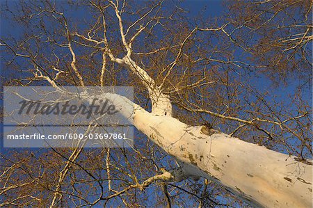 Sycamore Tree, Aschaffenburg, Franconia, Bavaria, Germany