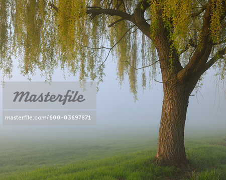 Weeping Willow, Aschaffenburg, Bavaria, Germany