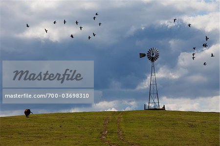 Windmühle, Shenandoah Valley, Virginia, USA