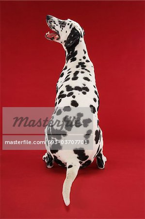 Dalmatian sitting, looking up, back view