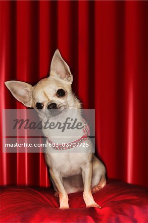 Chihuahua assis sur le coussin rouge