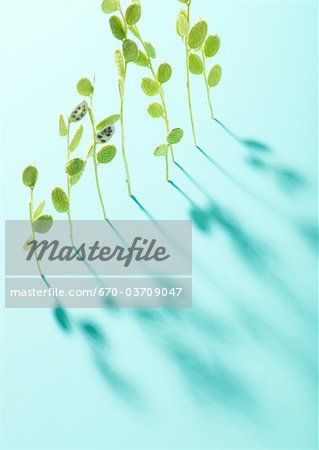 Plantes et ombre Plantes et ombre
