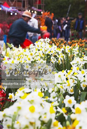 Daffodils for sale at flower market for Chinese New Year, Mongkok, Kowloon, Hong Kong, China