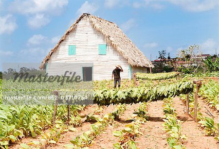Tabak-Bauernhof in Vinales Tal, Kuba, Karibik