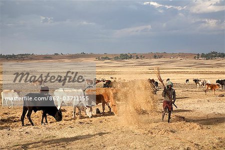 Ethiopia, Debre Markos. A man threshes his grain to seperate the seeds in rural Ethiopia, outside Debre Markos.