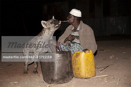 Ethiopia, Harar. Mulugeta Wolde Mariam, the hyena man of Harar feeds raw meat to wild hyenas.