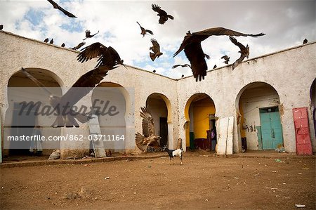 Ethiopia, Harar. Black kites swoop for scraps of meat in the Harar Muslim meat market.