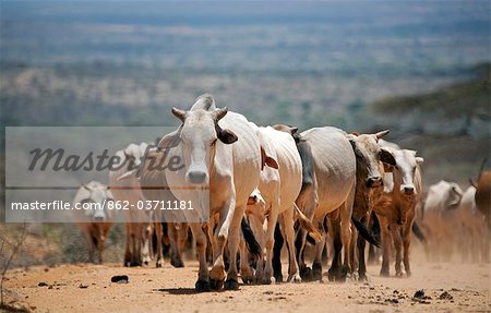 Ethiopia. A herd of cattle is driven along a dusty track against a typical Southern-Ethiopian parched landscape.