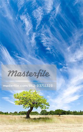 Tree and clouds, Provence, France