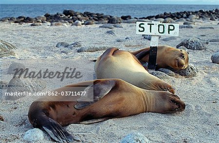 Three female sea lions sleep on the beach at Seymour Island in the Galapagos Islands,Ecuador.