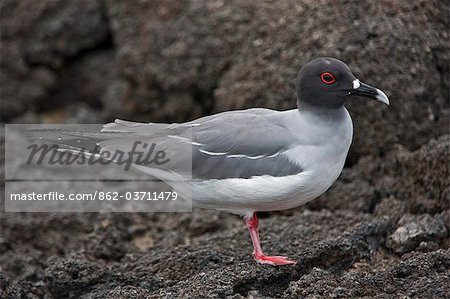 Galapagos Islands, A endemic swallow-tailed gull on Genovese island, unusual as it feeds at sea at night. Galapagos Islands, A endemic swallow-tailed gull on Genovese island, unusual as it feeds at sea at night.