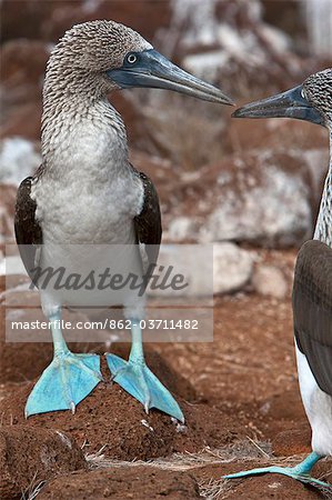 Galapagos Islands, Courtship ritual of Blue-footed boobies on North Seymour island. Galapagos Islands, Courtship ritual of Blue-footed boobies on North Seymour island.