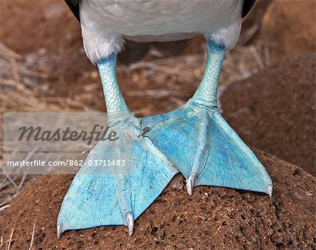 Galapagos Islands, The feet of male Blue-footed boobys are a more sea-green colour than females. Galapagos Islands, The feet of male Blue-footed boobys are a more sea-green colour than females.