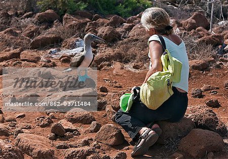 Les îles Galapagos, un fou à pieds bleus sur l'île Seymour Nord montre sans crainte d'un visiteur. Les îles Galapagos, un fou à pieds bleus sur l'île Seymour Nord montre sans crainte d'un visiteur.