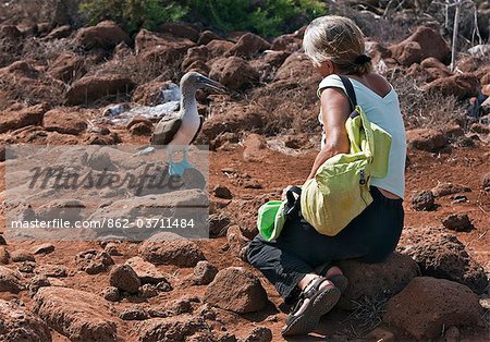 Galapagos Islands, A blue-footed booby on North Seymour island shows no fear of a visitor.