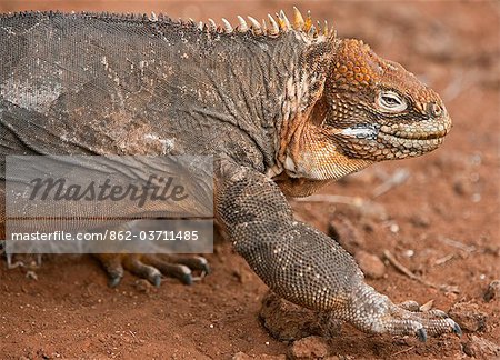 Îles Galápagos, une terre iguane sur l'île Seymour Nord. Îles Galápagos, une terre iguane sur l'île Seymour Nord.