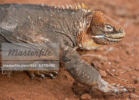 Galapagos Islands, A land iguana on North Seymour island.