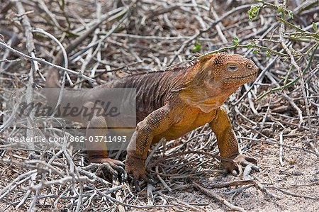 Galapagos Islands, A land iguana on North Seymour island.