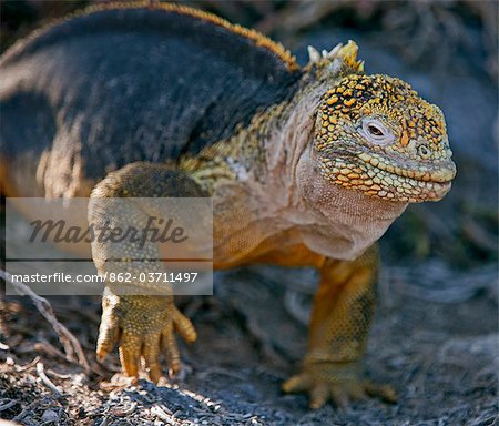 Îles Galápagos, une terre iguane sur l'île de South Plaza. Îles Galápagos, une terre iguane sur l'île de South Plaza.