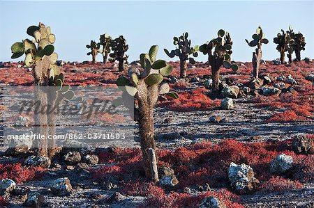 Aux îles Galapagos, arbres énormes cactus et sesuvium rouge poussent sur l'île sinon stérile de South Plaza.