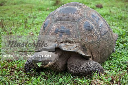 Îles Galápagos, une tortue géante, après quoi les îles Galapagos ont été nommés.