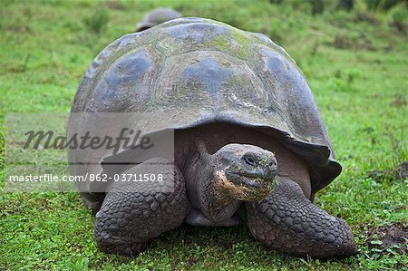 Îles Galápagos, une tortue géante, après quoi les îles Galapagos ont été nommés.