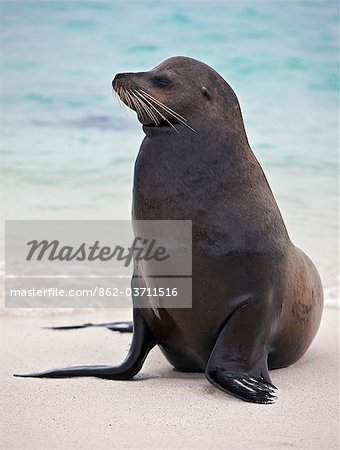 Îles Galápagos, otarie A Galapagos sur l'île de sable de la plage d'Espanola.